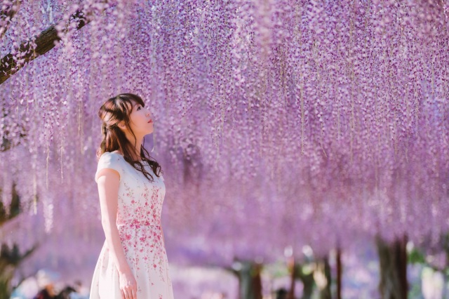 息をのむ美しさ！日本一の和気町「藤公園」2025年藤まつり＆ライトアップ情報