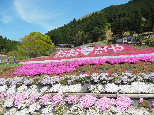 西粟倉村へ春のドライブ！おおがや芝桜公園と周辺スポット紹介