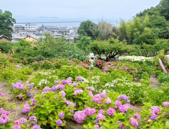 瀬戸内海が見える寄島町のあじさいスポットへ！立ち寄りカフェもご紹介