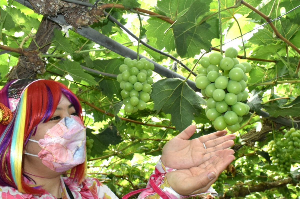 岡山のぶどうが美味しいわけ。産地の直売店もご紹介!