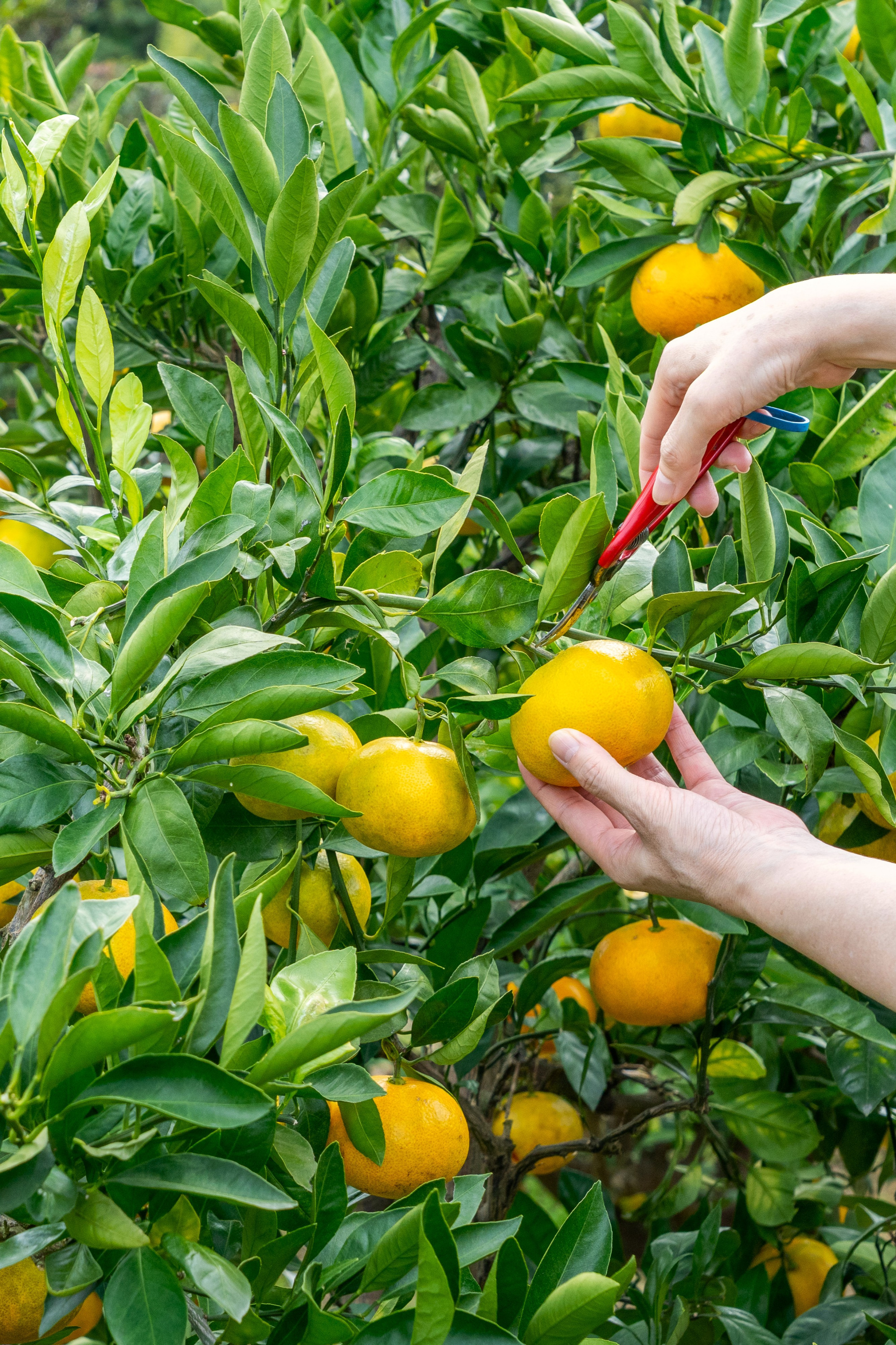 「黒井山グリーンパーク」は体験型道の駅。くだもの狩り、BBQ、牡蠣小屋で“美味しい”を大満喫！（瀬戸内市）