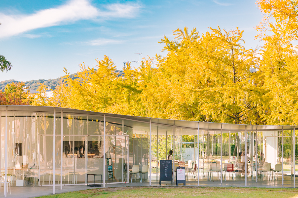 【紅葉情報】岡山大学のイチョウ並木が見頃！絶品カフェと直売所を巡る散策ガイド