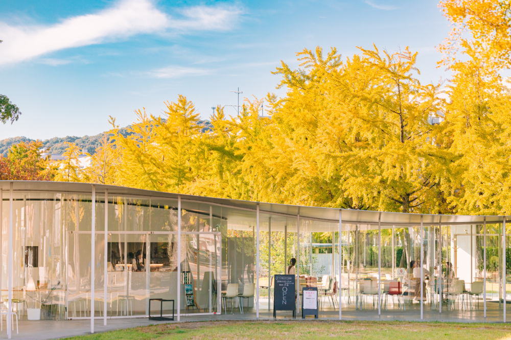 【紅葉情報】岡山大学のイチョウ並木が見頃！絶品カフェと直売所を巡る散策ガイド