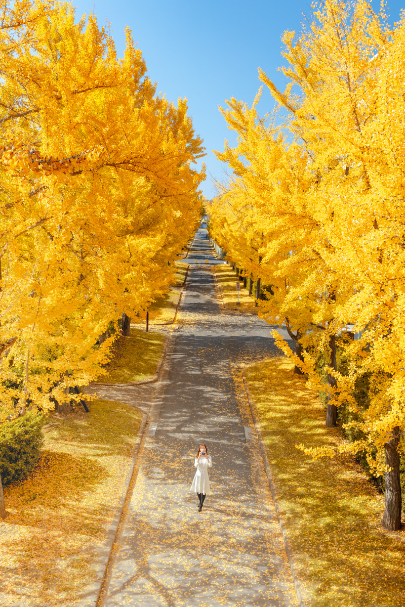 【紅葉情報】岡山大学のイチョウ並木が見頃！絶品カフェと直売所を巡る散策ガイド