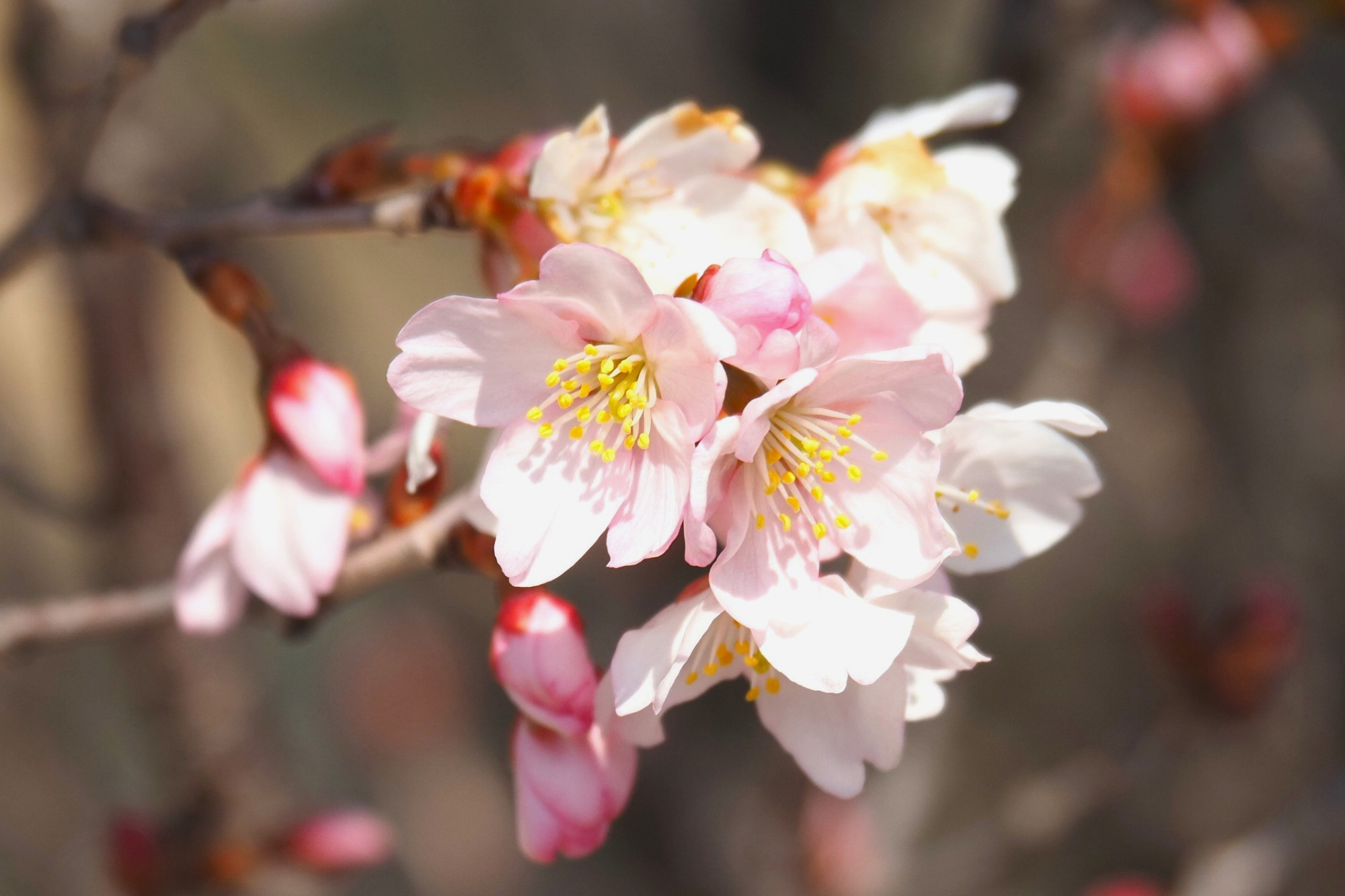 科学が生んだ桜「仁科桜」｜日本の原子物理学の父・仁科芳雄博士の故郷・里庄町を巡る