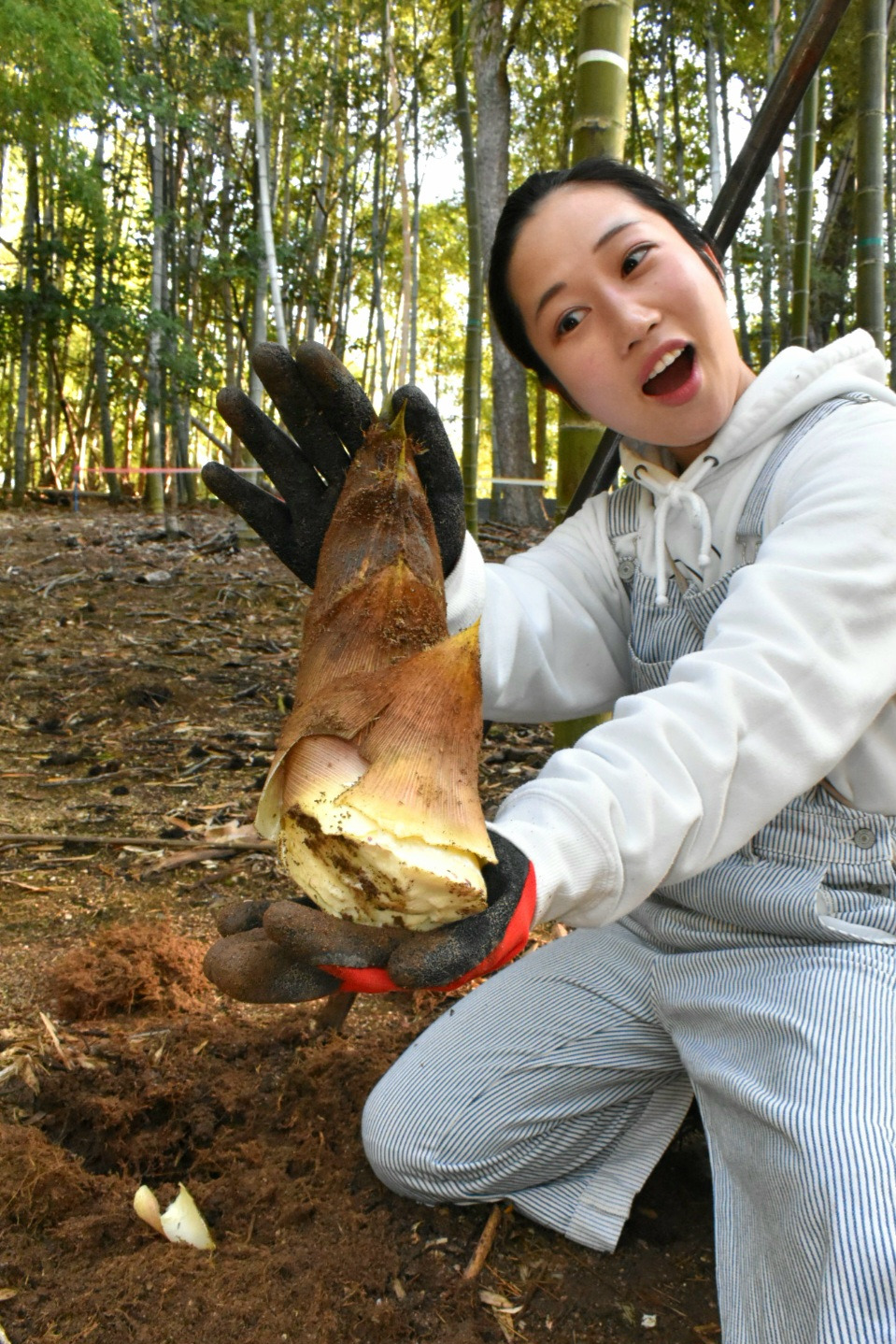 真備町のタケノコは今が旬！タケノコ掘りと直売所情報も（倉敷市）