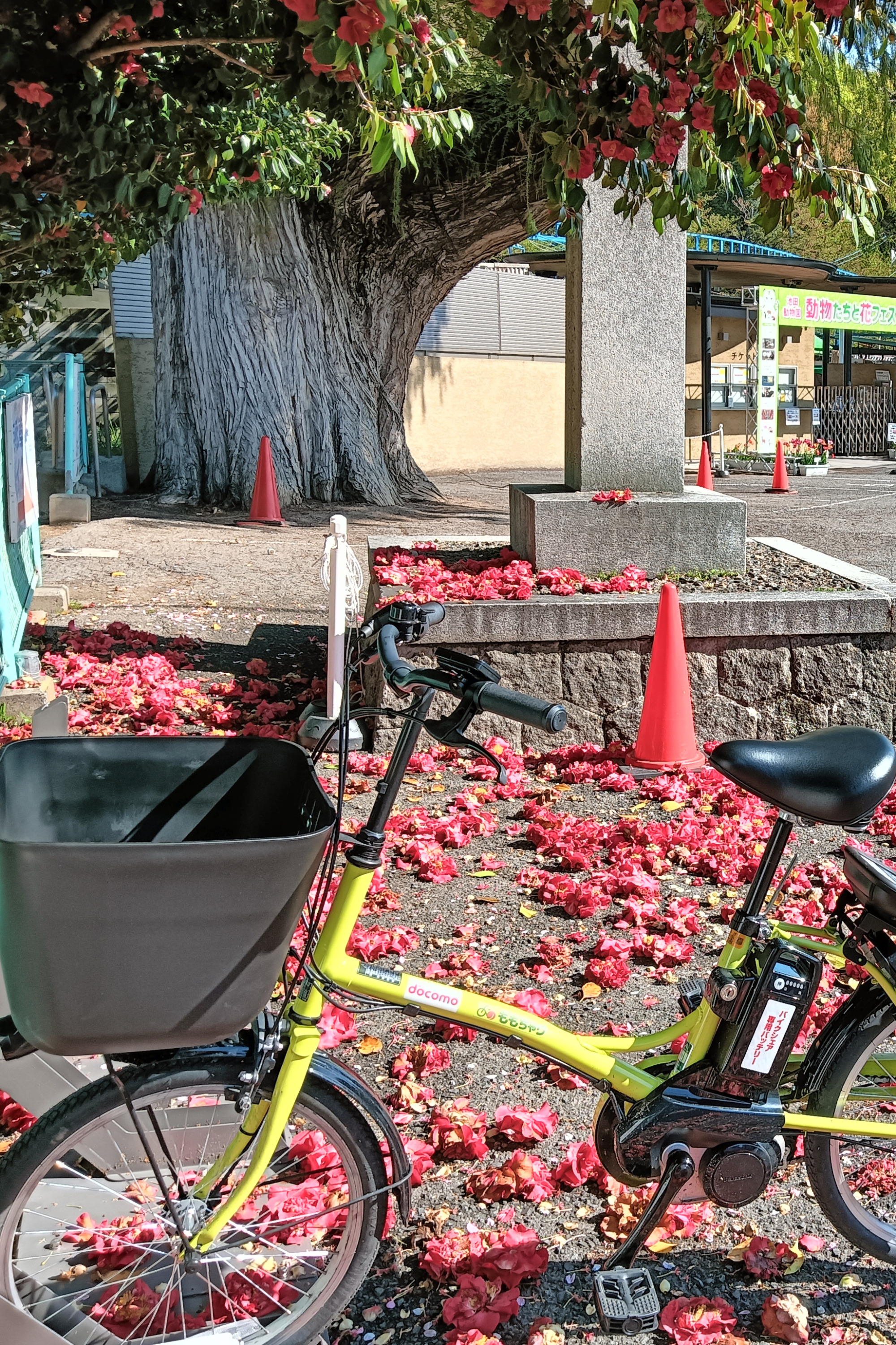 岡山市のシェアサイクル「ももちゃり」がリニューアル！岡山市内観光がより便利に