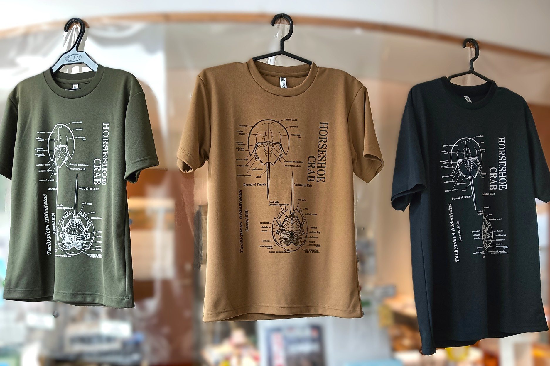 笠岡市でカブトガニグッズ探し。生きている化石が可愛く美味しく！？