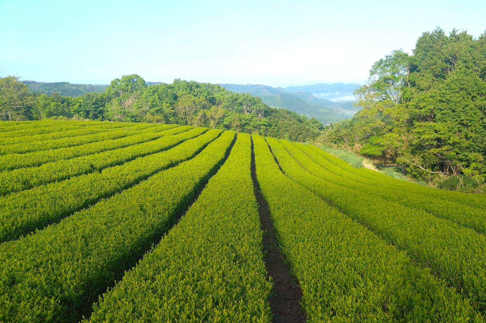 岡山・天空の茶畑で茶摘み体験！飲み比べもできる「海田園黒坂製茶」へ行ってみた（美作市）