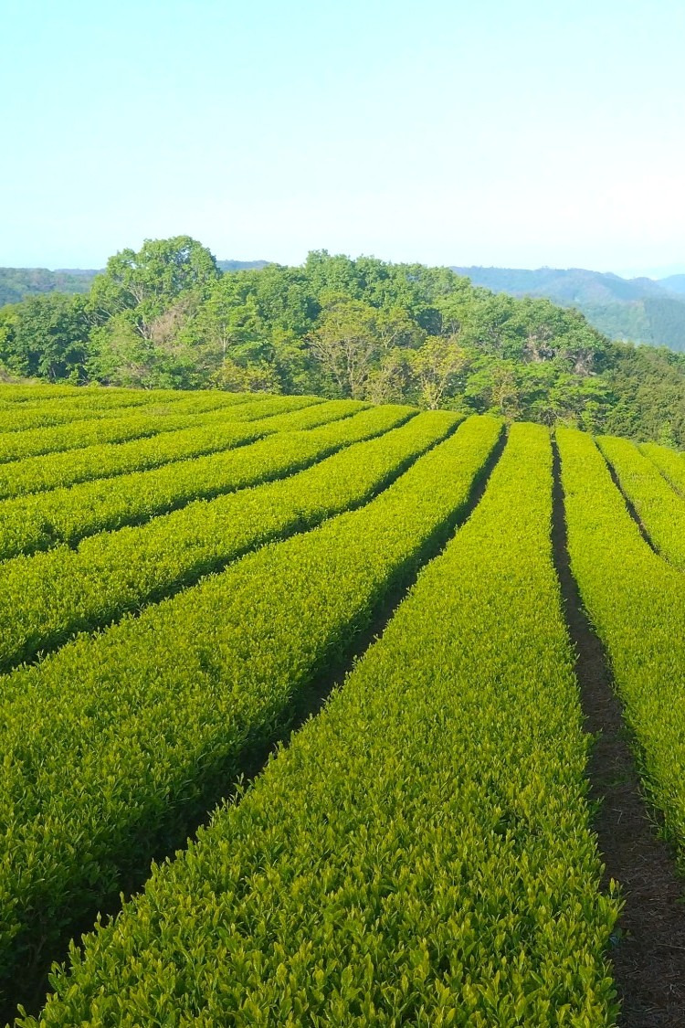 岡山・天空の茶畑で茶摘み体験！飲み比べもできる「海田園黒坂製茶」へ行ってみた（美作市）
