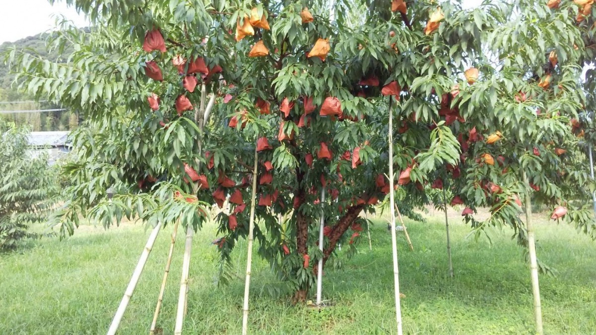 画像提供:冬美白プロジェクト