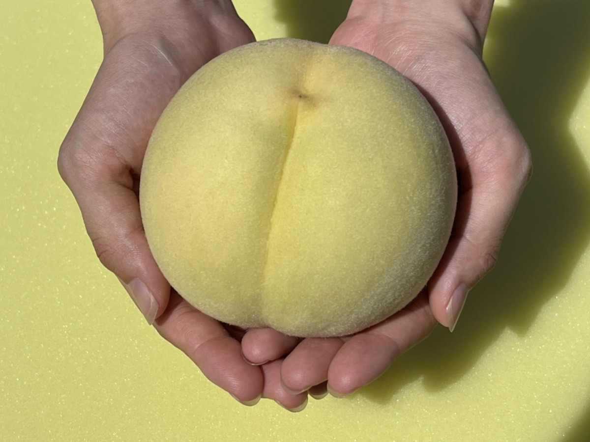 画像提供:冬美白プロジェクト