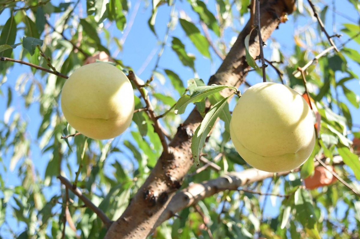 画像提供:冬美白プロジェクト