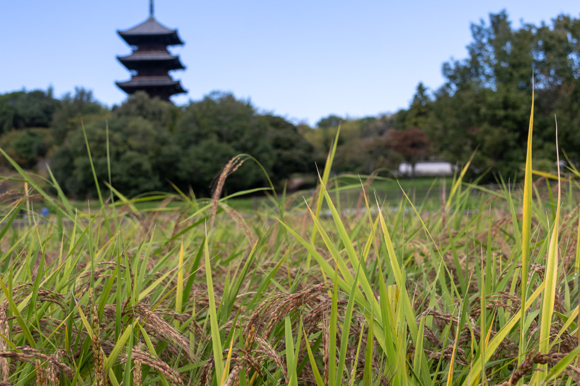 五重塔周辺では季節の作物や草花が栽培されています
