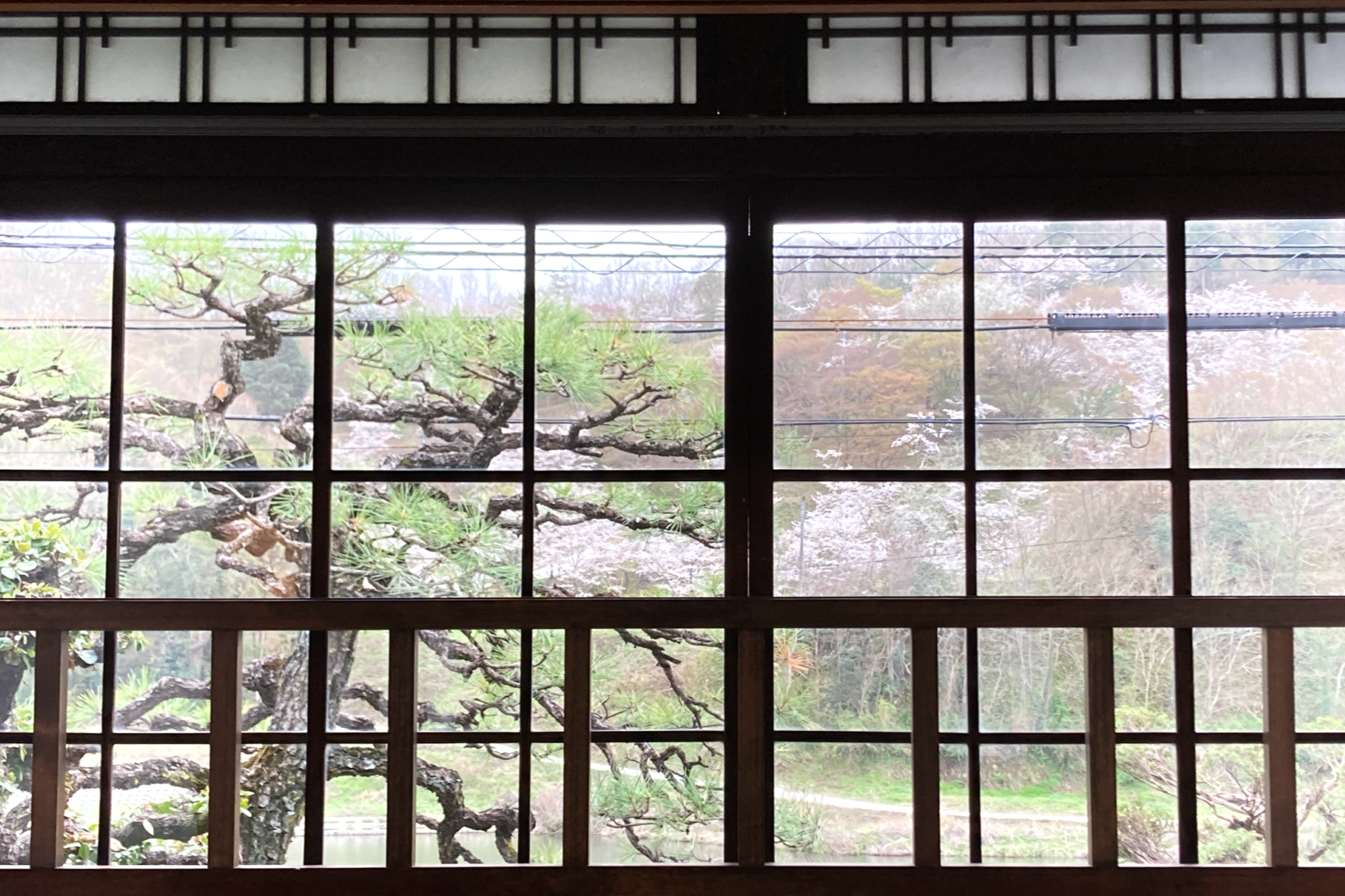 春には嵐山から見える桜が楽しめます。