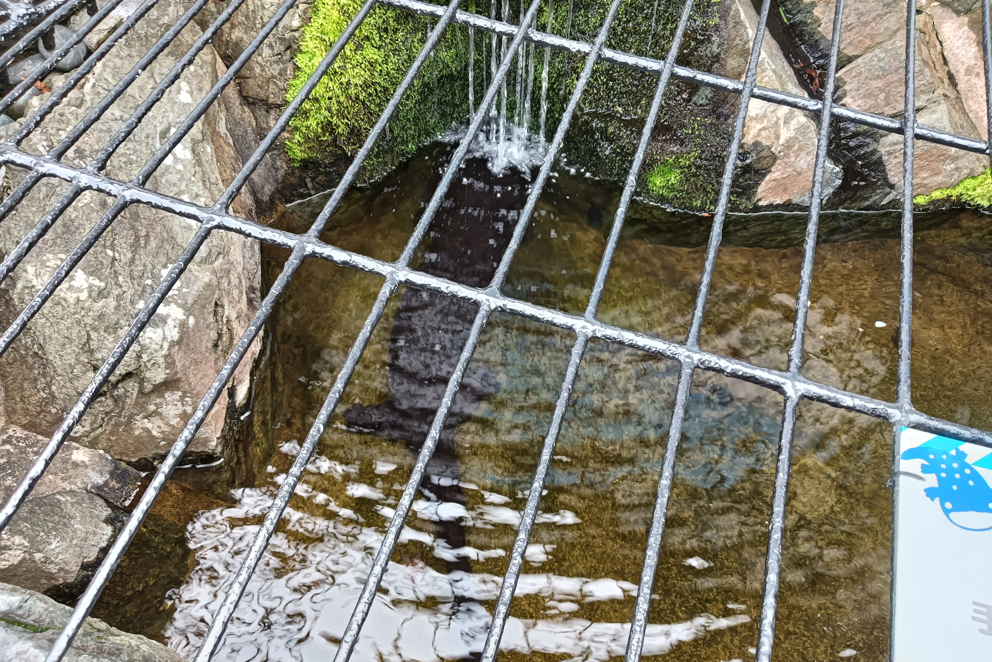 オオサンショウウオ