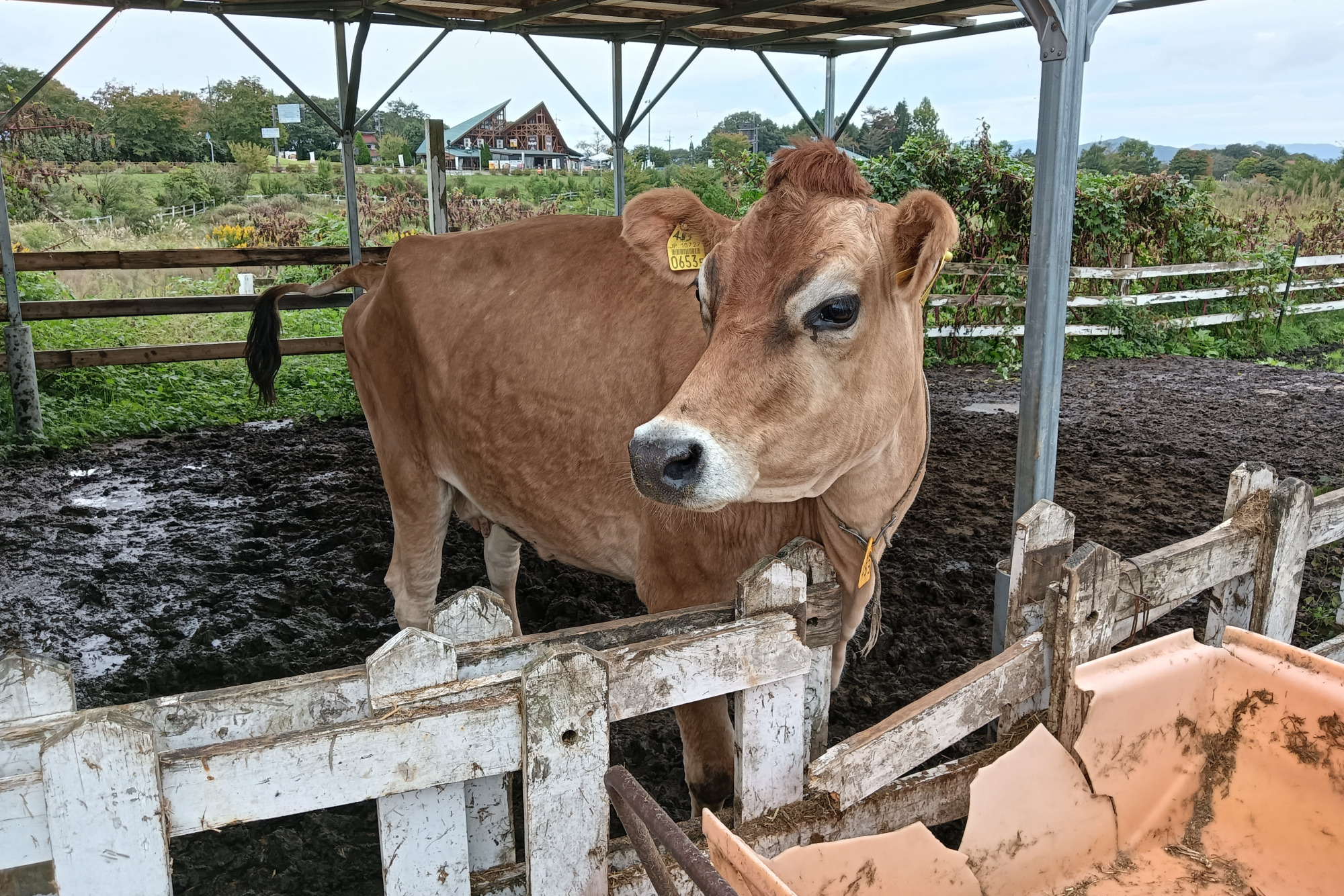 可愛いジャージー牛