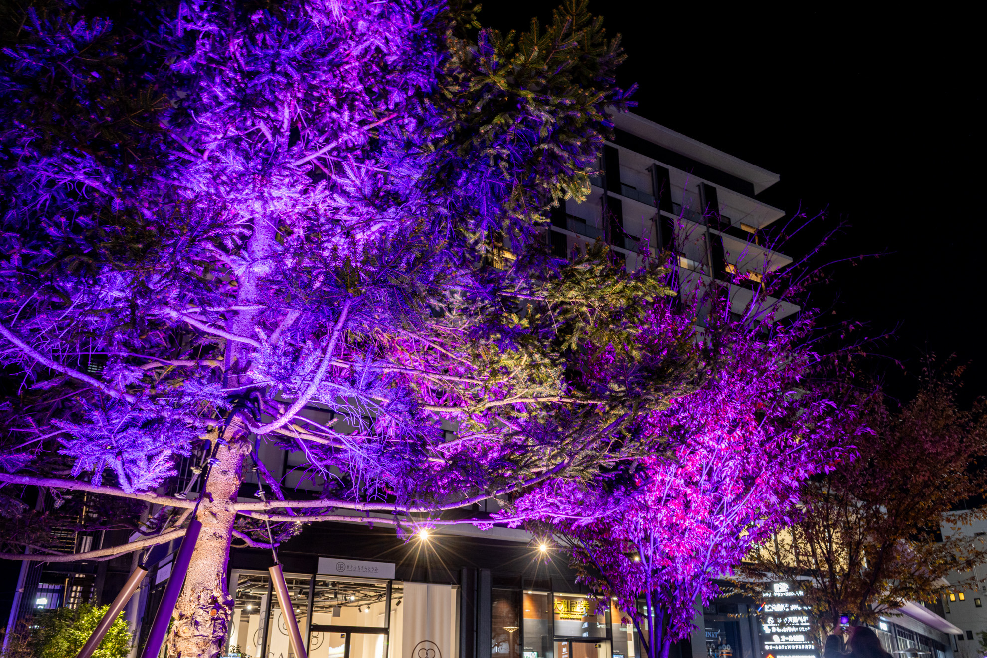街路樹も紫色にライトアップされています