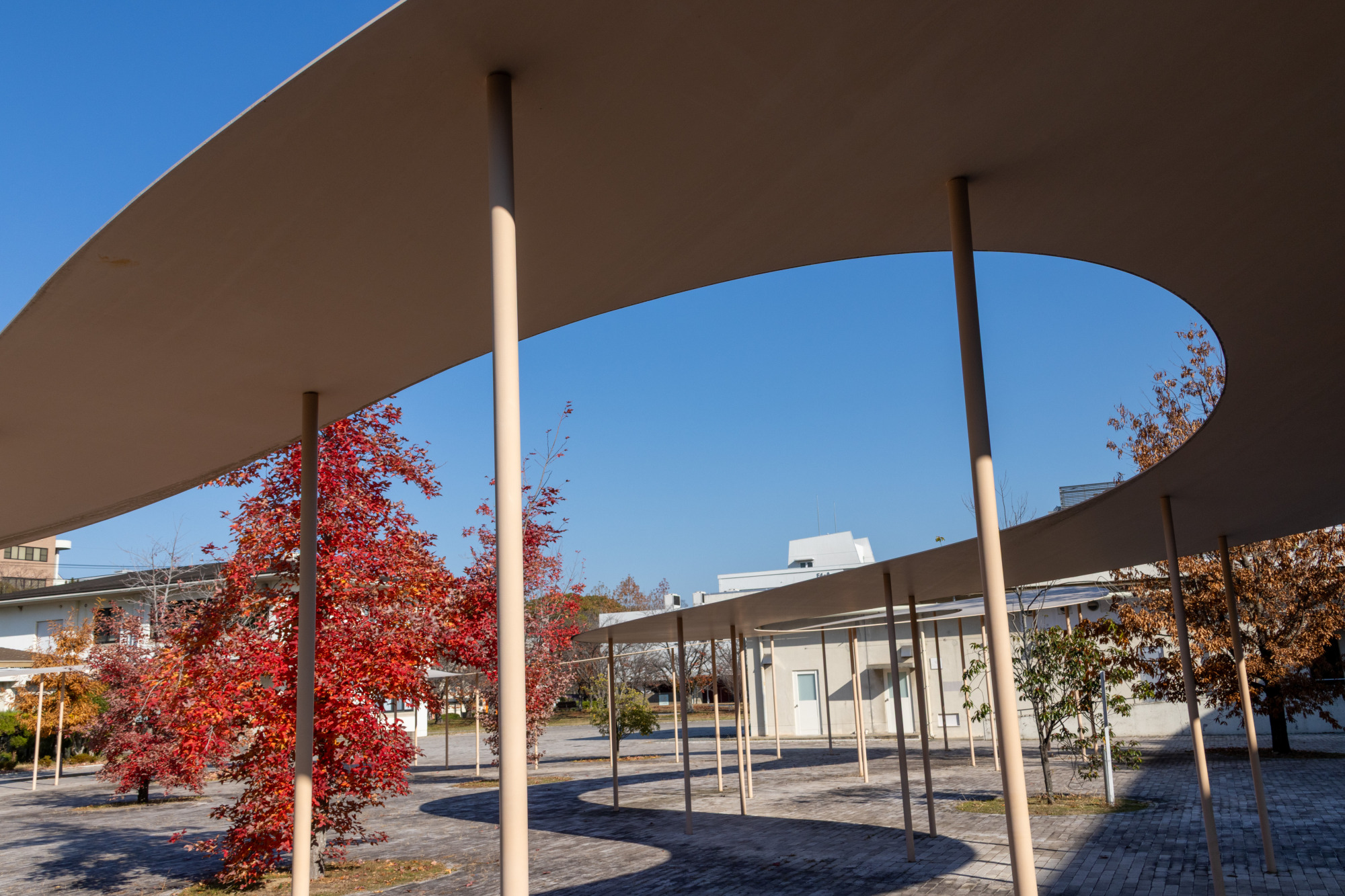 複雑な曲線で構成されたパーゴラ