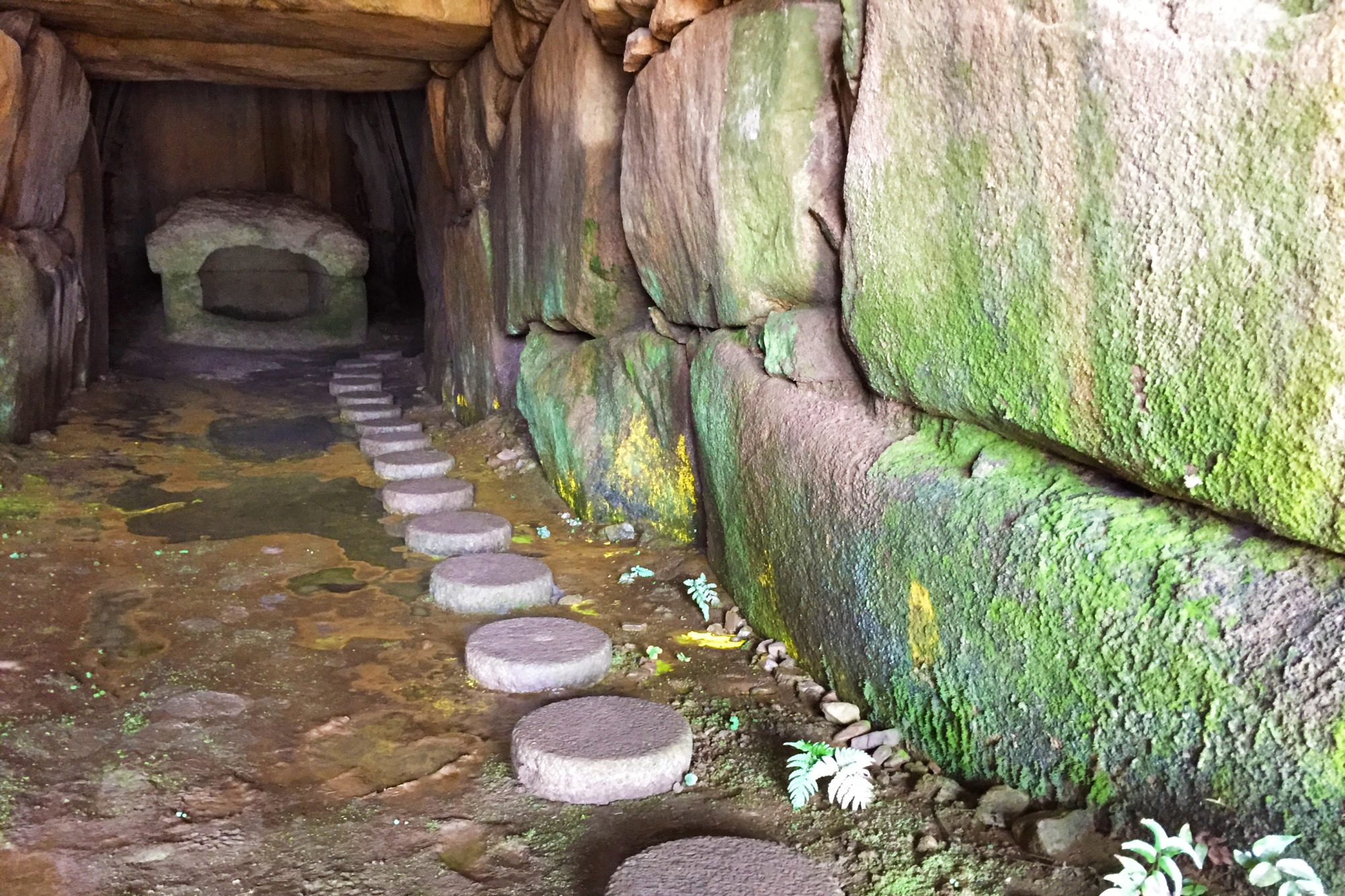 夏季に羨道内で繁殖するヒカリモ