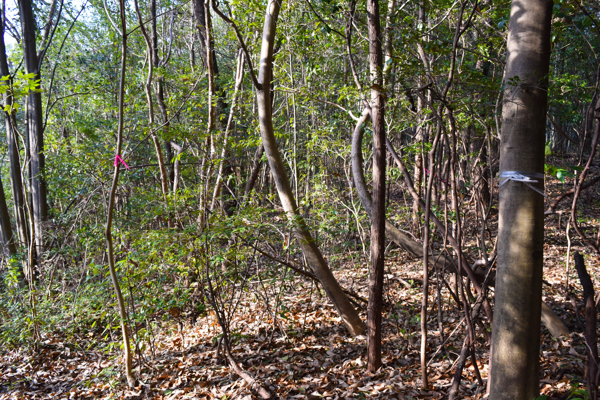 木に付けられた目印