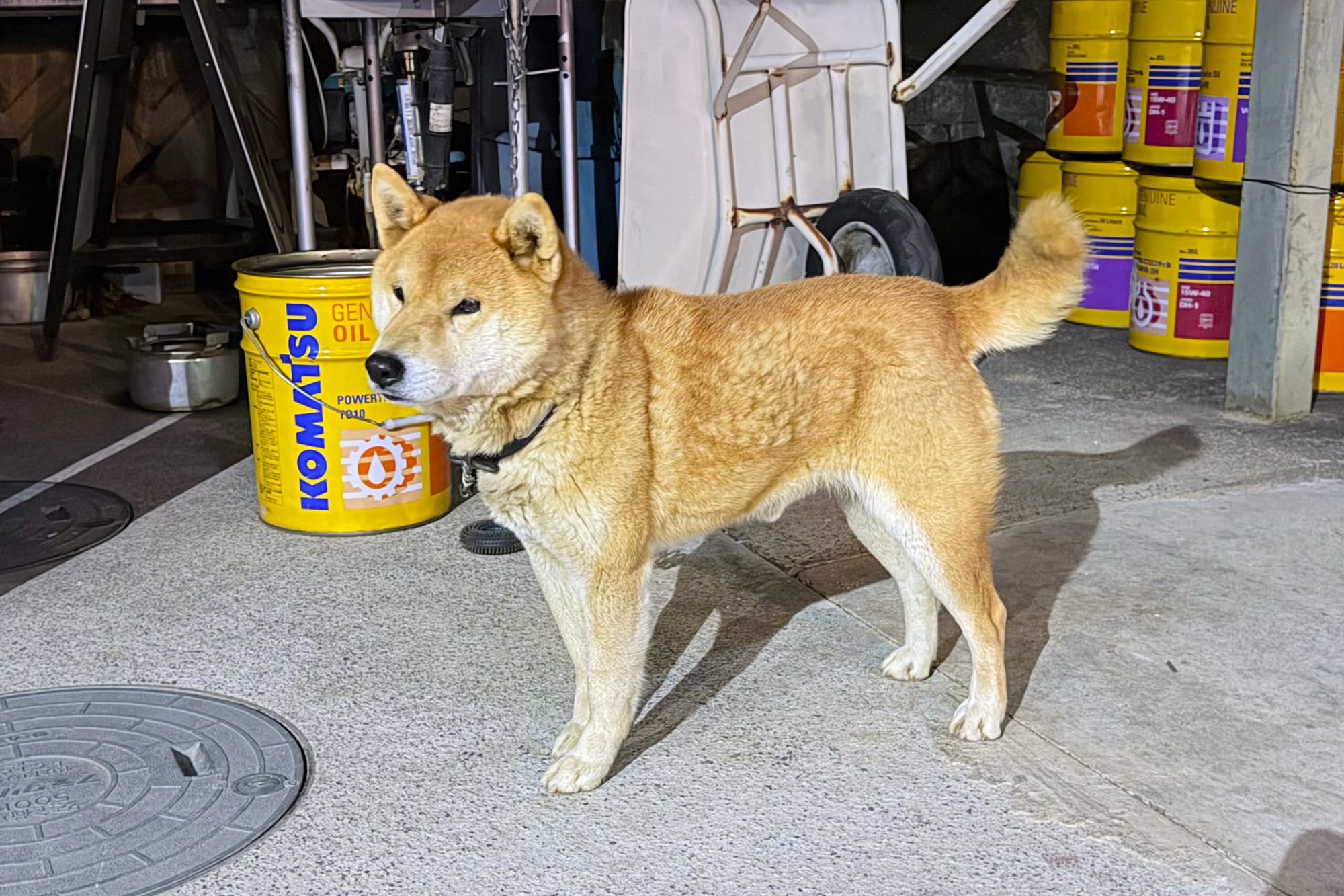 看板犬の小次郎くん