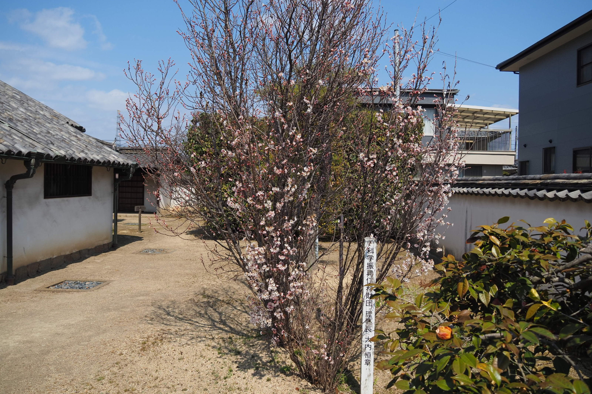 2026年3月15日撮影