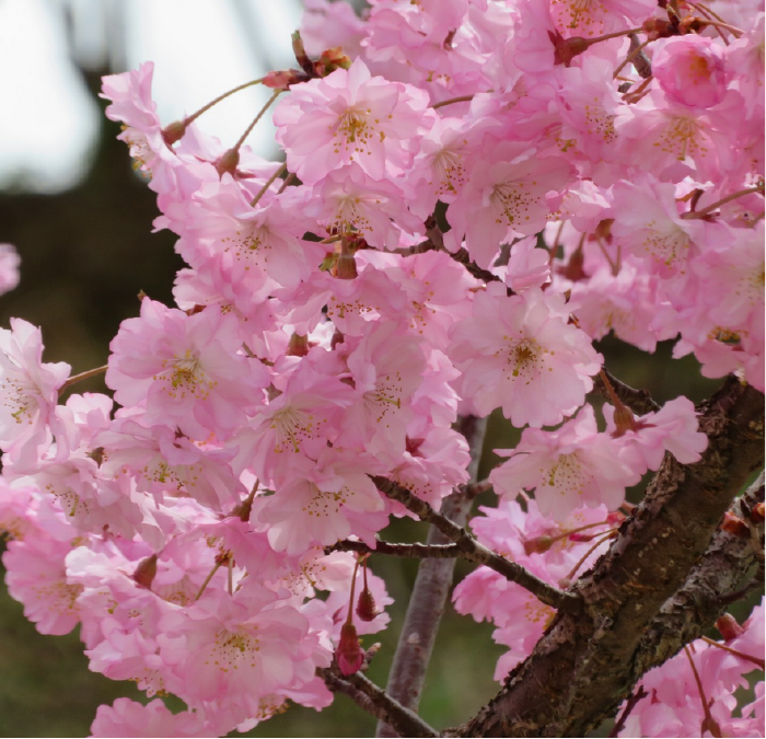 仁科春果／画像提供：仁科会館