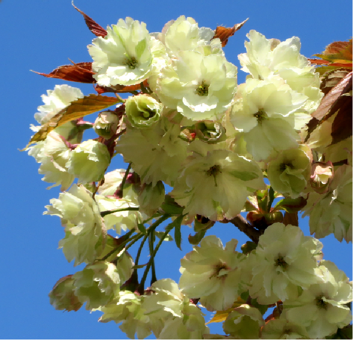 仁科蔵王／画像提供：仁科会館