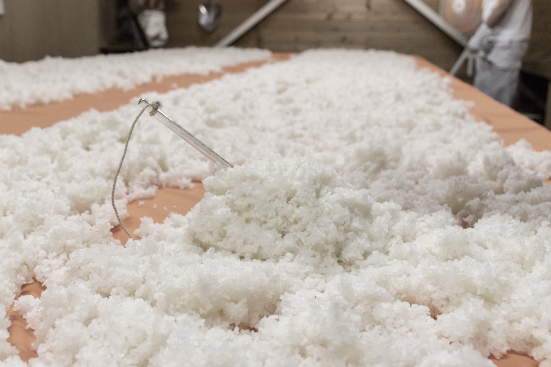 種付け前の米（画像提供：十八盛酒造）