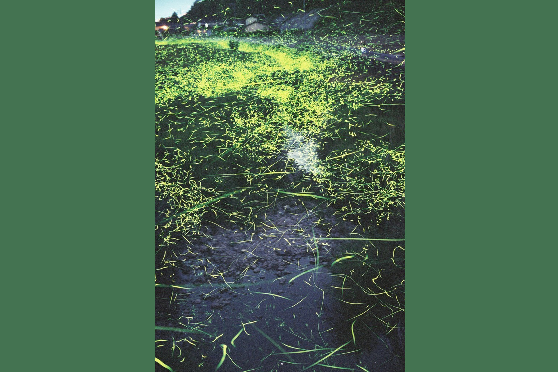 備中川に舞うホタル（画像提供：岡山観光WEB）