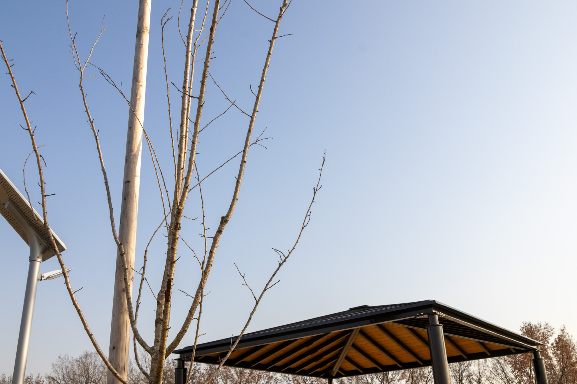 園内には桜の若木が多数植えられています