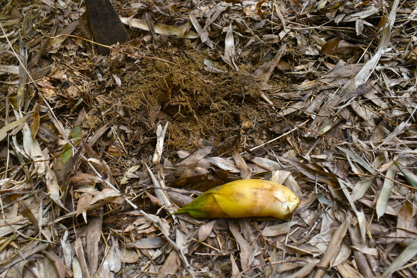 竹林の粘土質の赤土