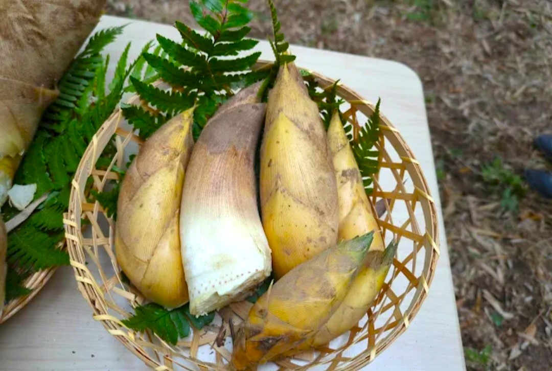 真備のタケノコ