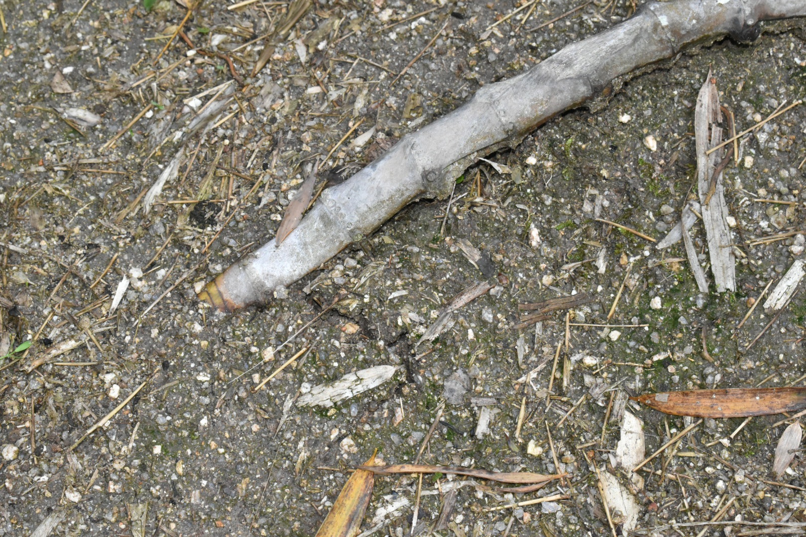 ひび割れた地面の下に？