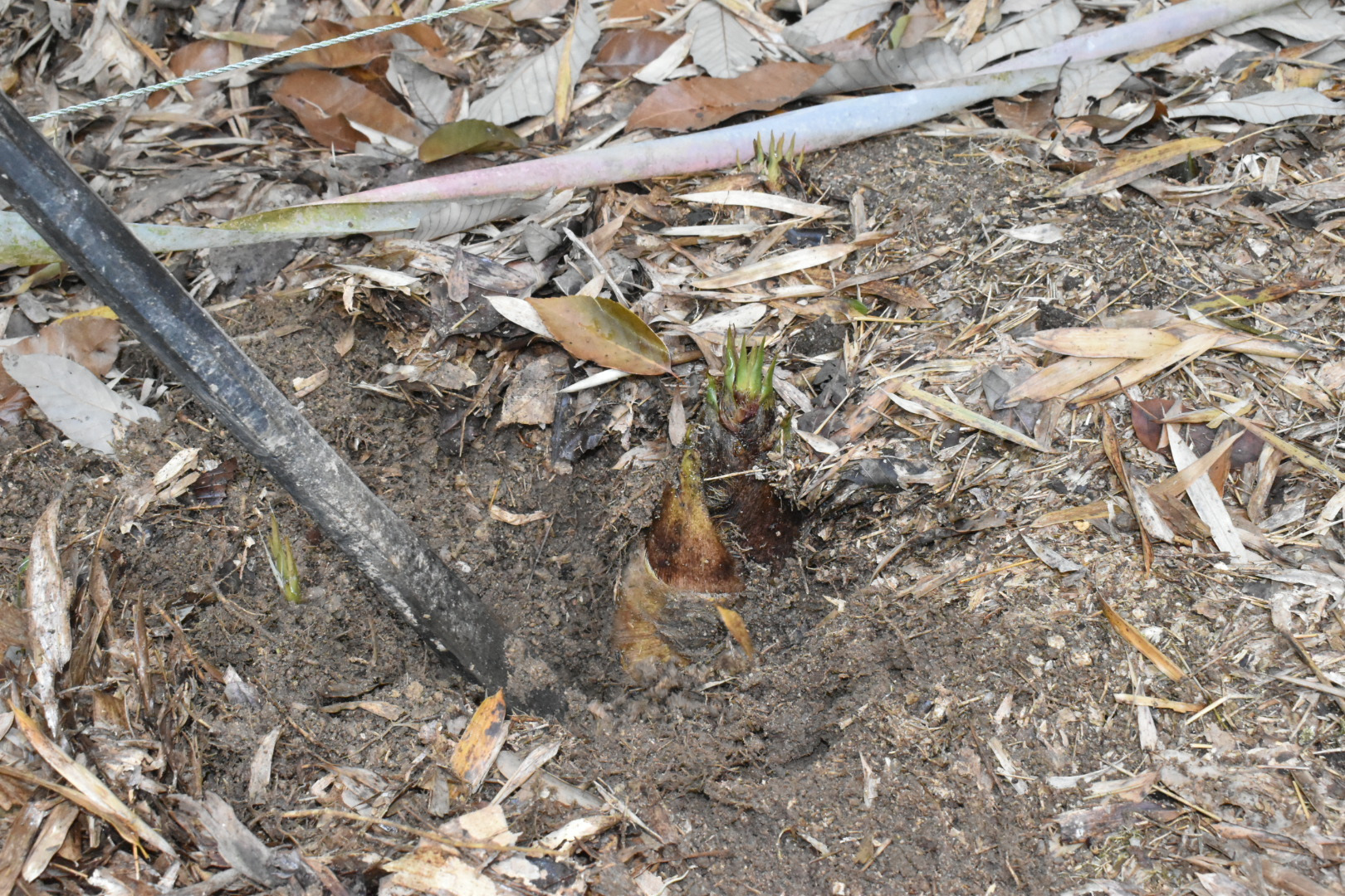 タケノコの頭発見！