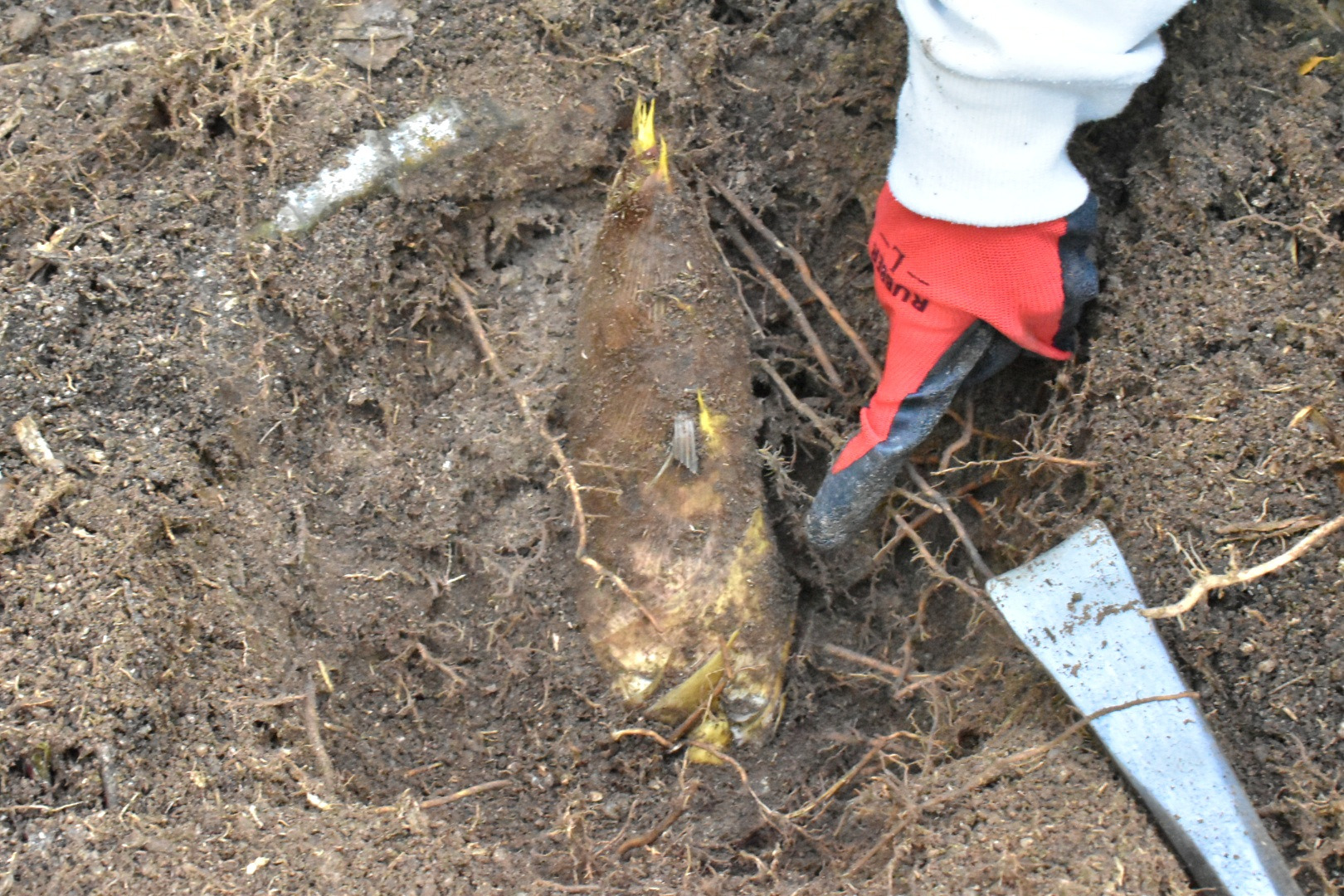 傷つけないように、更に下まで。