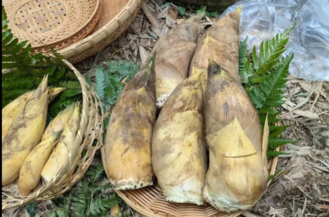 白くて柔らかでエグ味のない筍