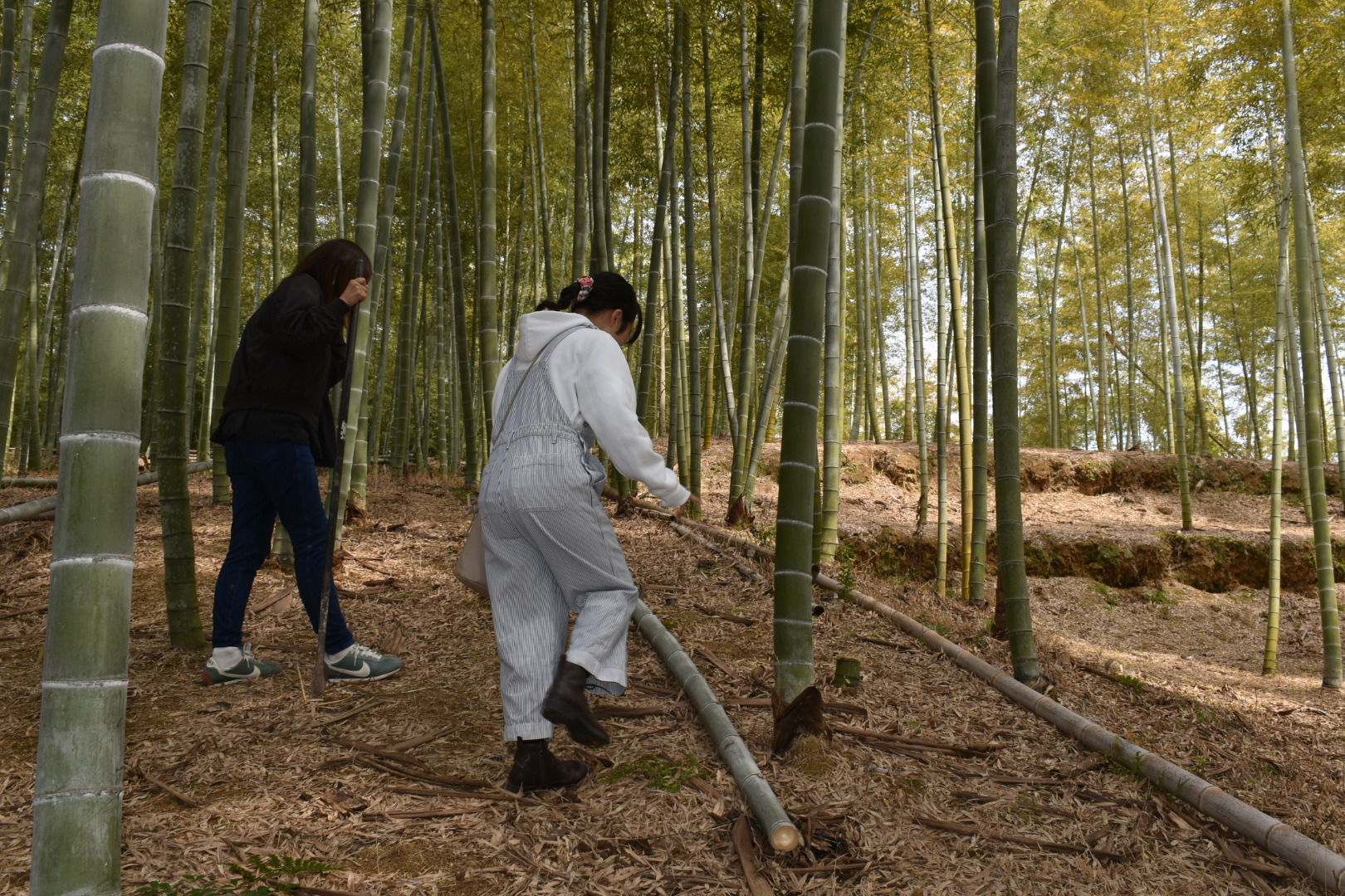 タケノコはどこ？