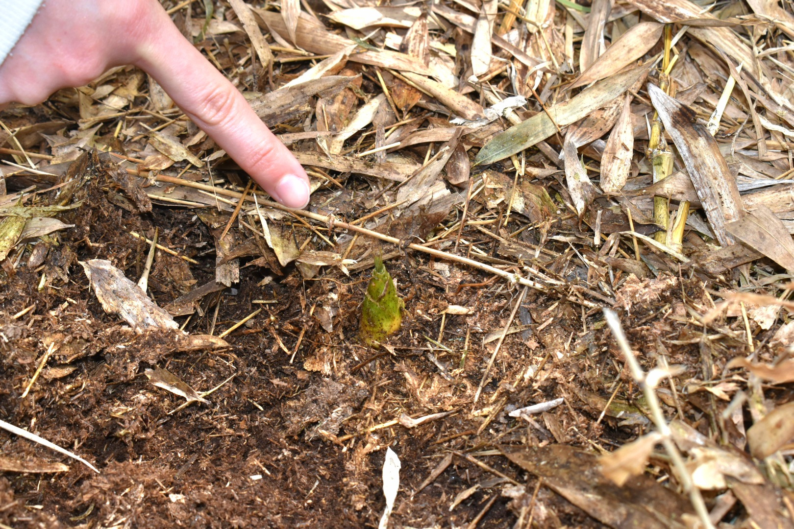 タケノコ発見でテンション爆上がり！