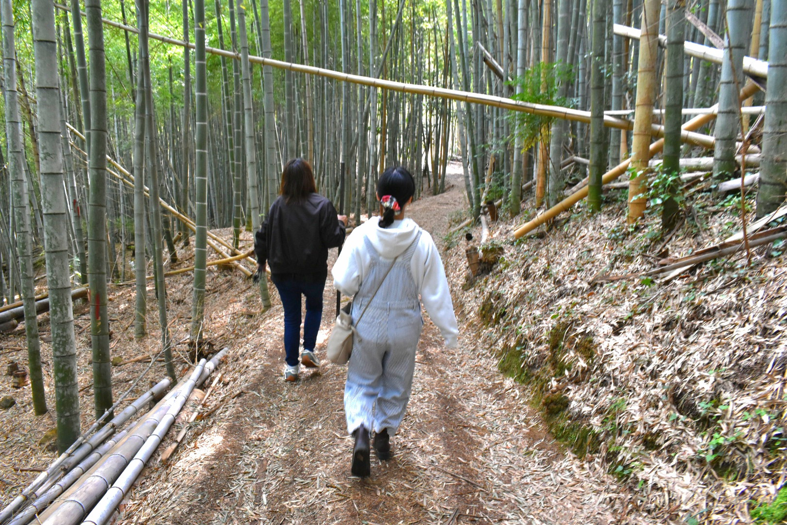 竹林に入る時からワクワク！