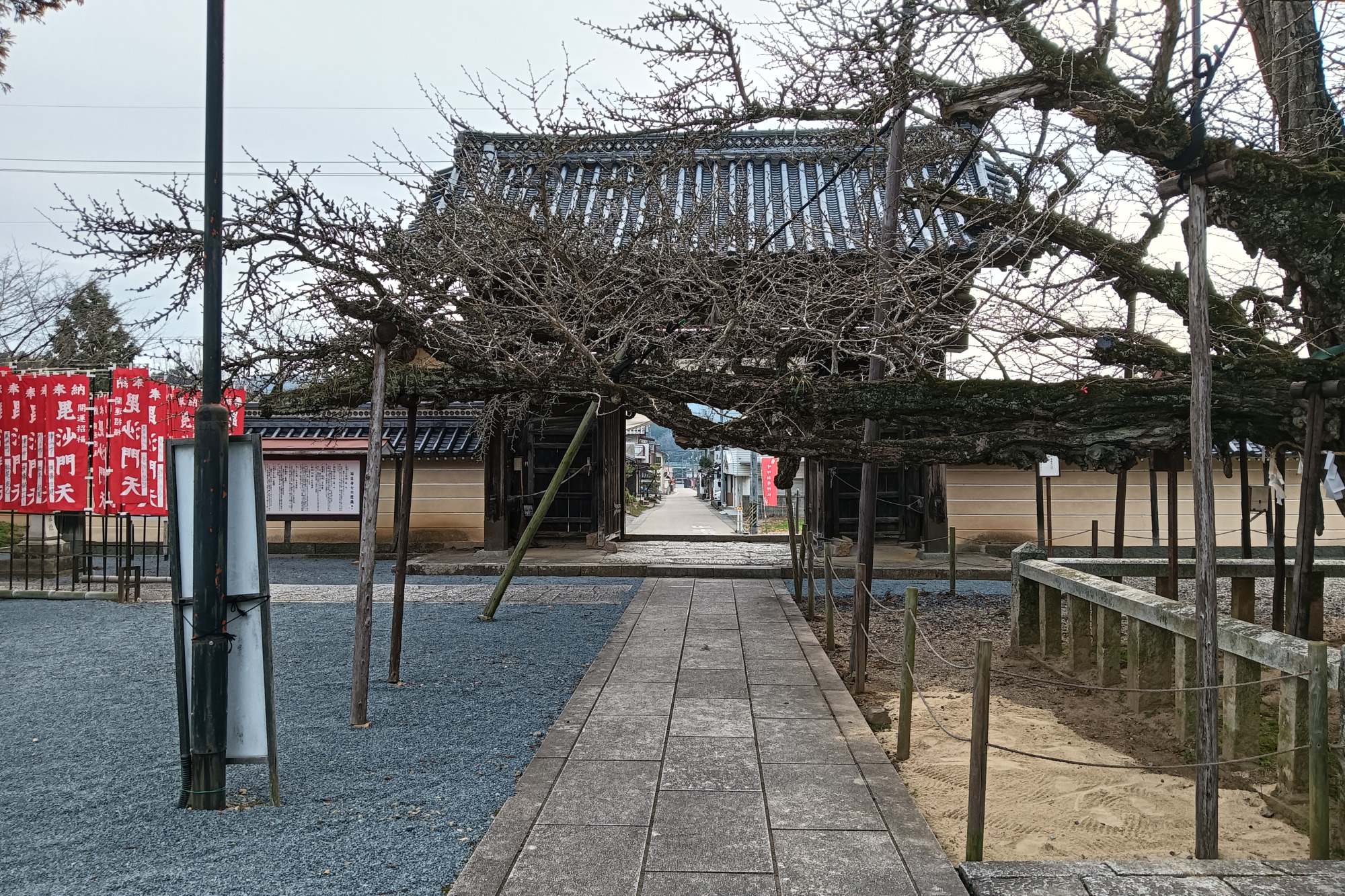 右に逆木の公孫樹