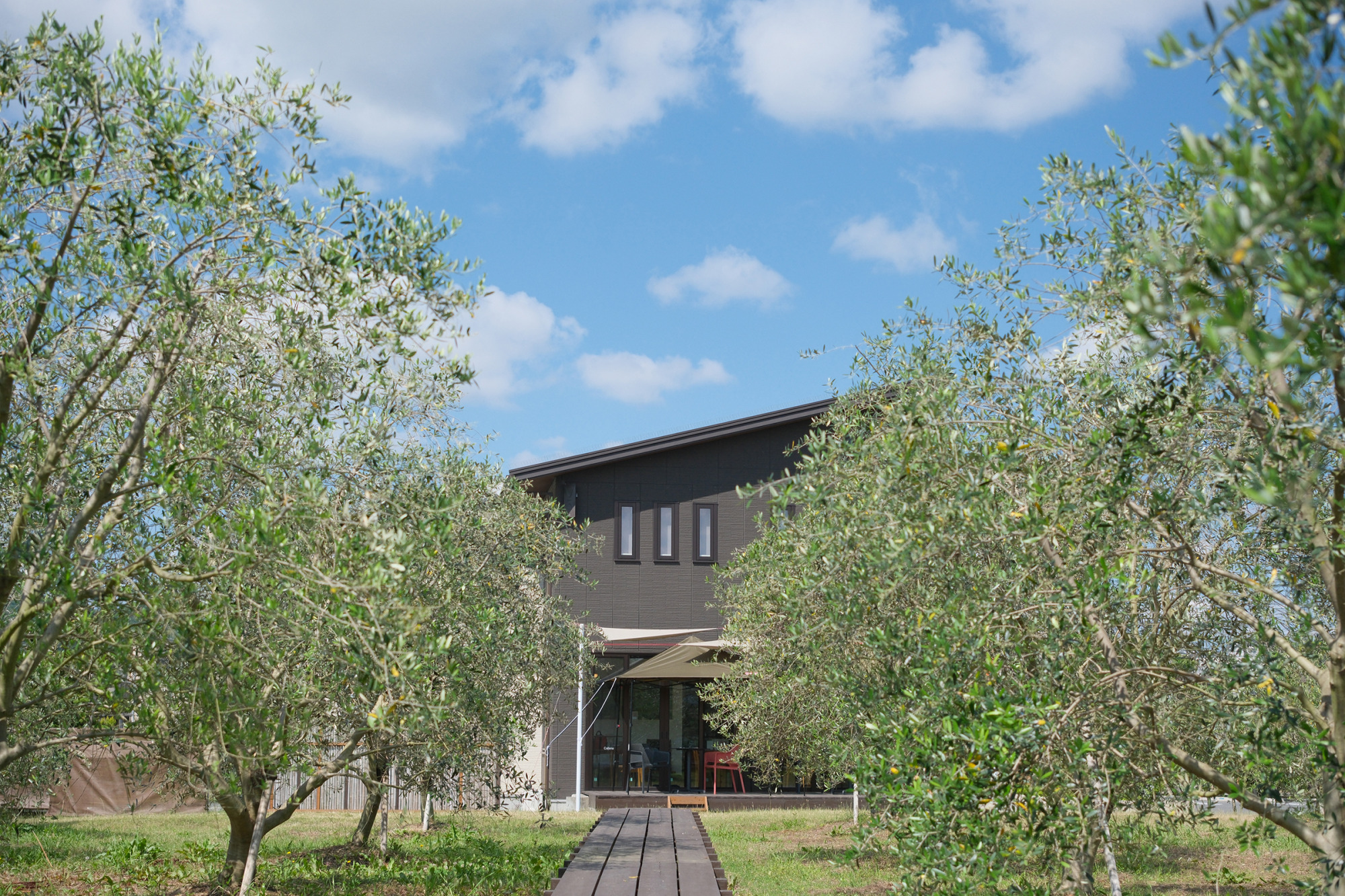 オリーブ園越しの店舗（画像提供：パワープラントコーヒー）