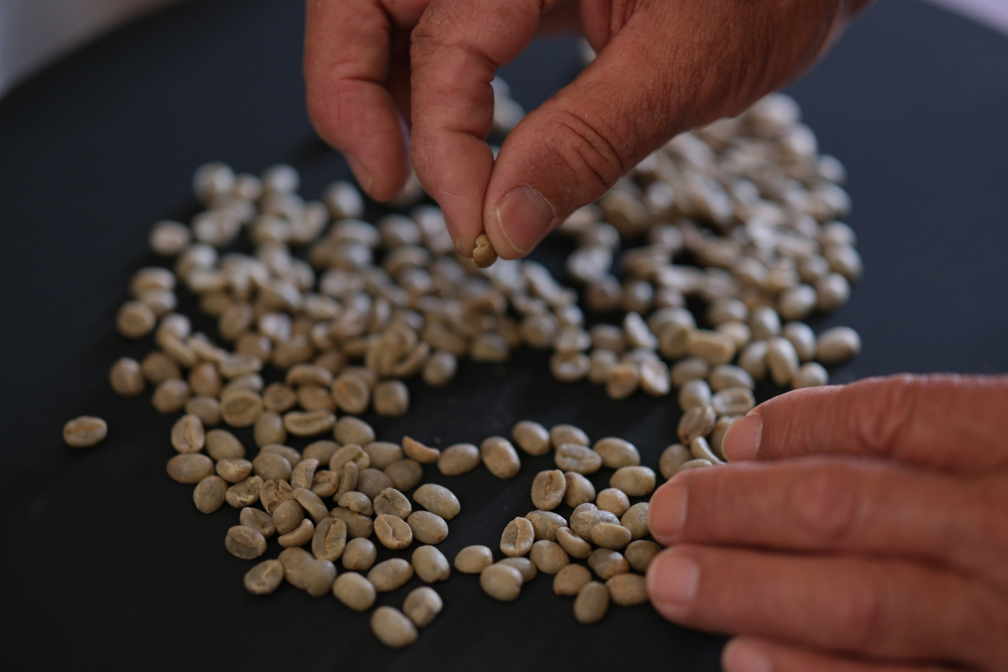 焙煎前に英二さんが手選別しています（画像提供：パワープラントコーヒー）