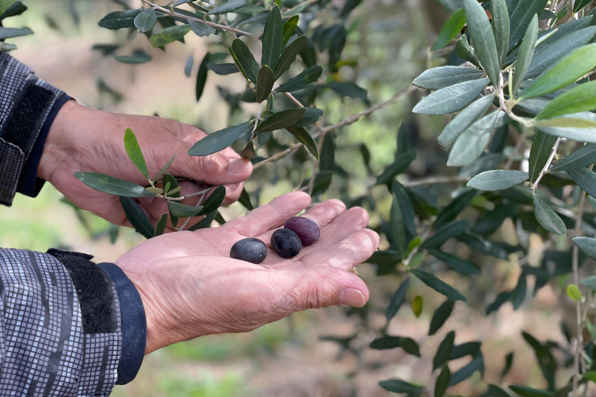 丹精込めた自然農法のオリーブ（画像提供：パワープラントコーヒー）