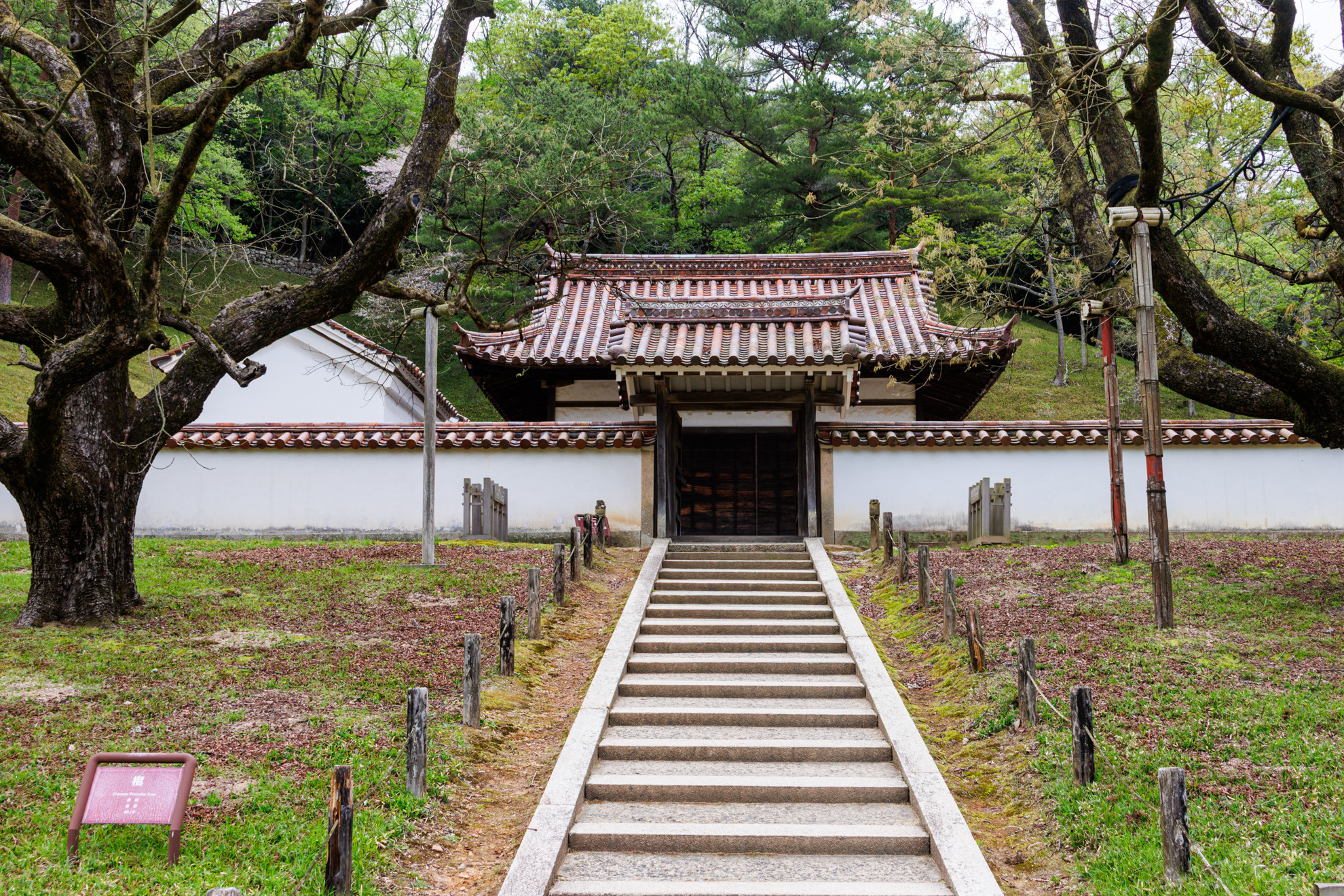 一対の楷の木に囲まれた聖廟（孔子廟）