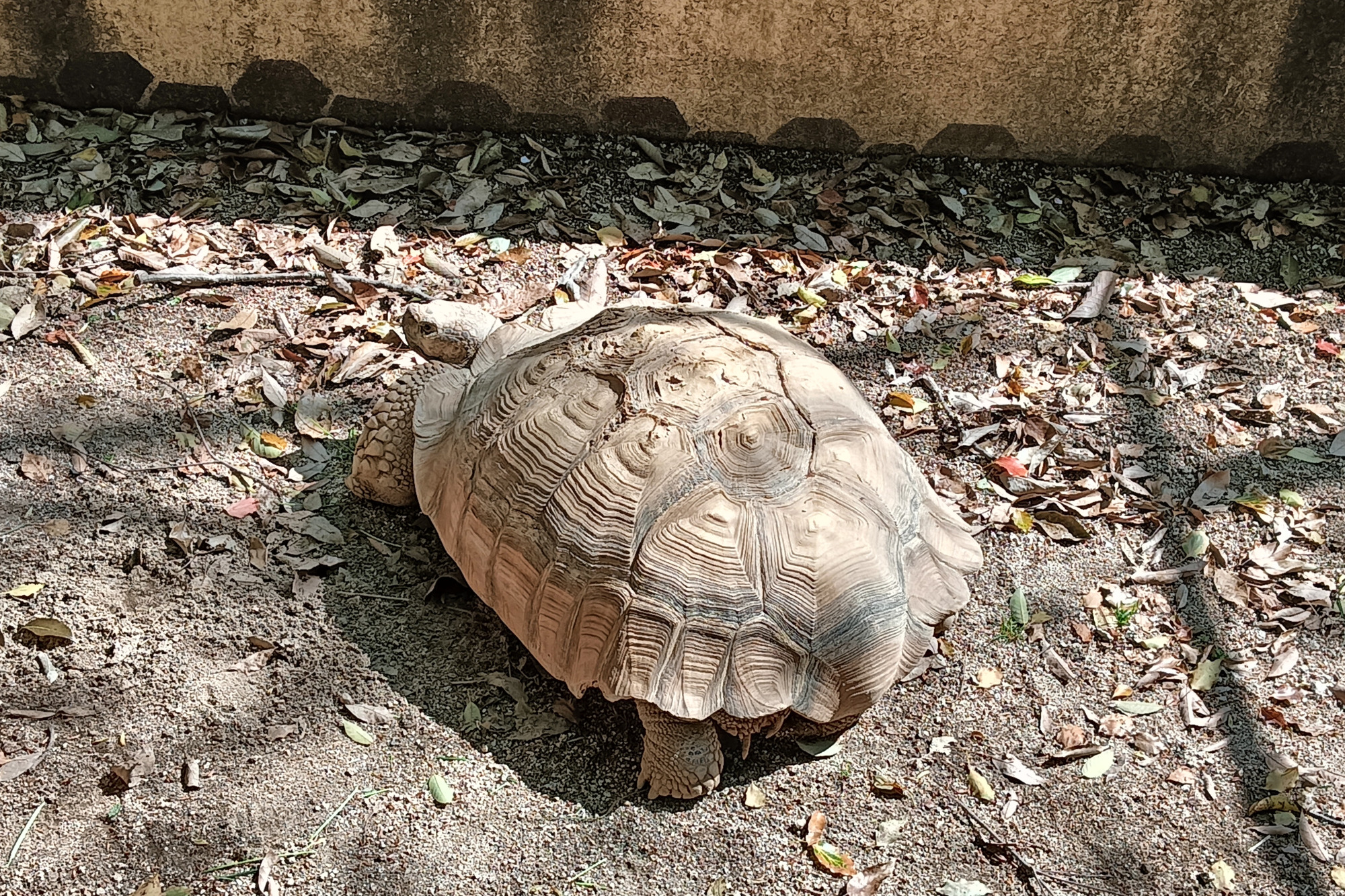 ケヅメリクガメ