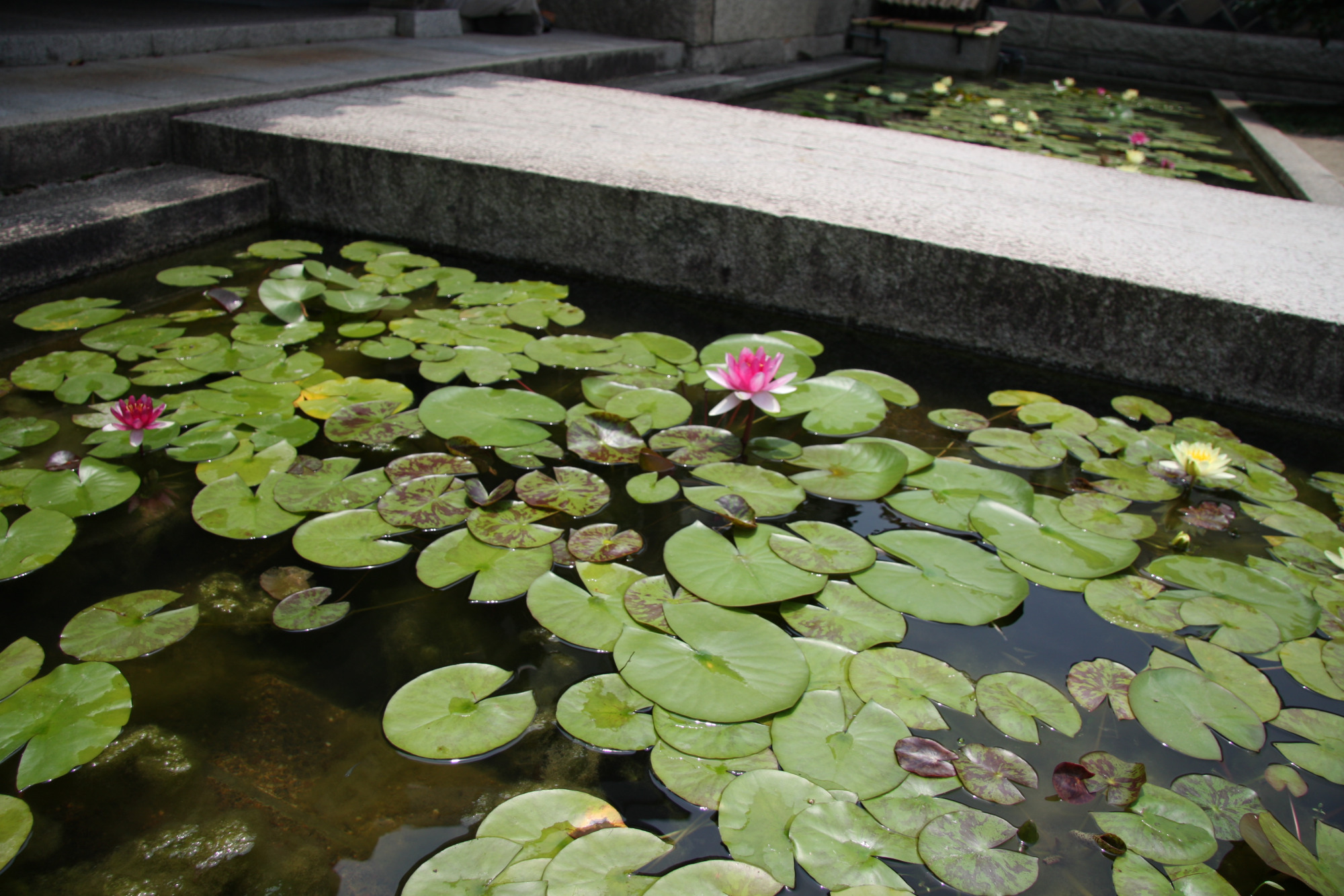 石橋の両サイドに植えられています