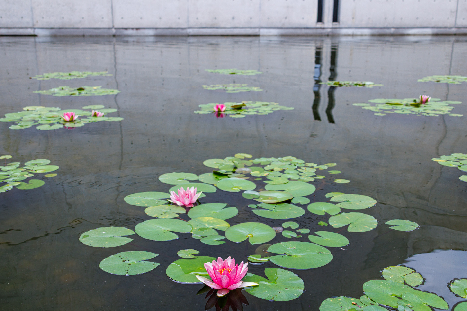館内1階にある「静水の庭」に、モネの睡蓮が植えられています