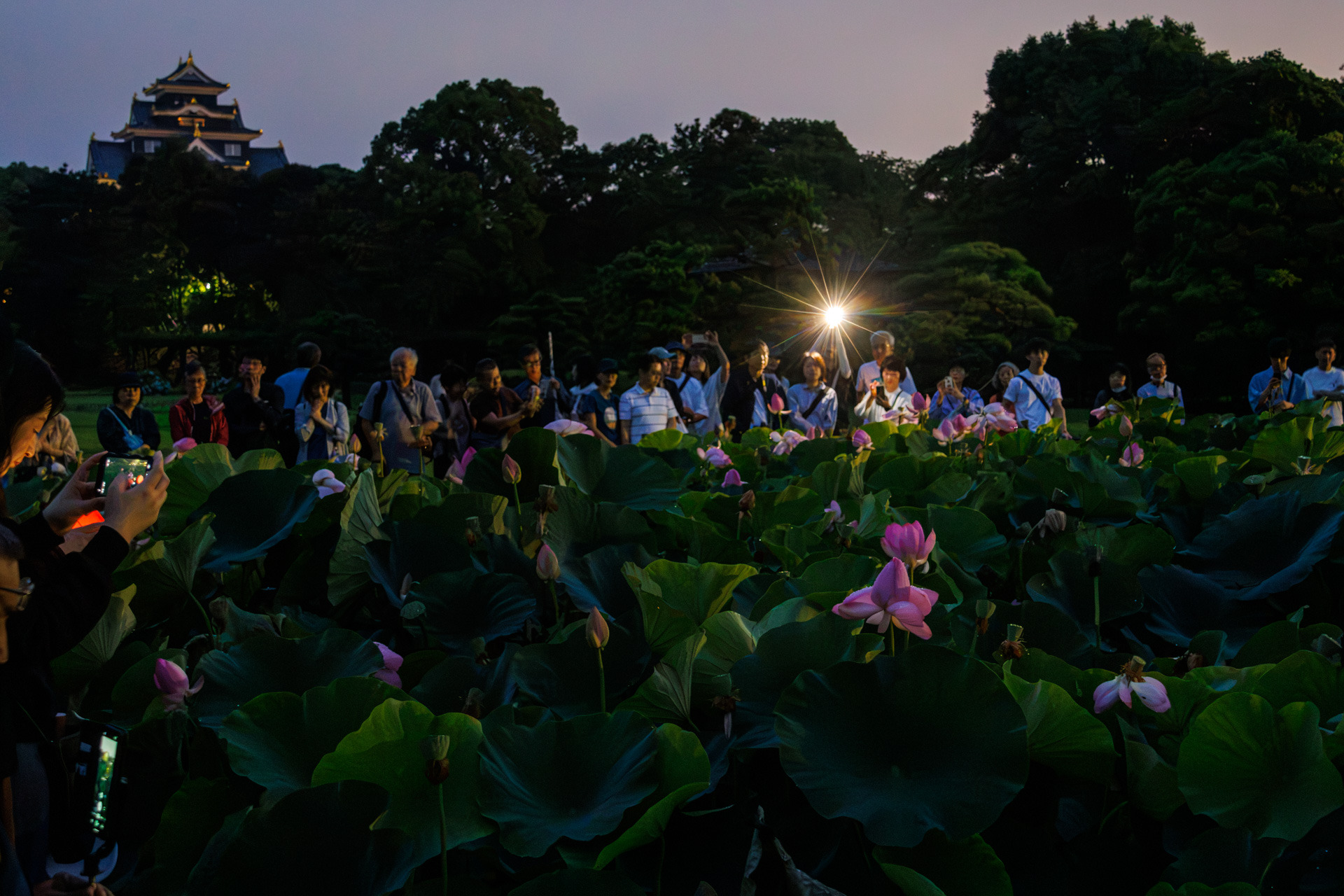 観蓮節の朝、夜明け前にもかかわらず大勢の人がハスの周りに集まっていました